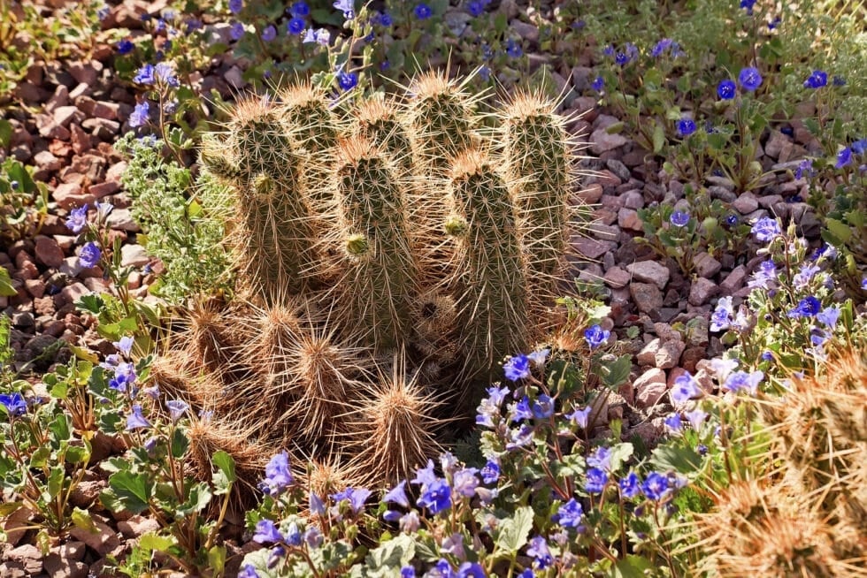 Desert Botanical Garden Cactus with travel context for Tripps Now.