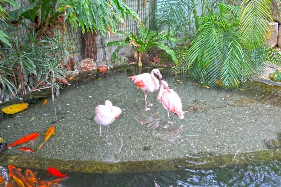 Phoenix Zoo Family Attraction with travel context for Tripps Now.